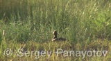 Video of Ferruginous Duck - Ferruginous Duck in early spring in shabla lake in nesting period